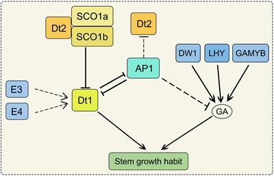 The Organ Size and Morphological Change During the Domestication Process of Soybean